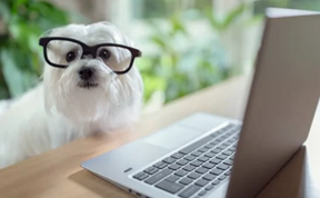 A dog with glasses standing in front of a laptop, troubleshooting a problem
